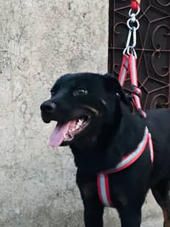 Nice dog