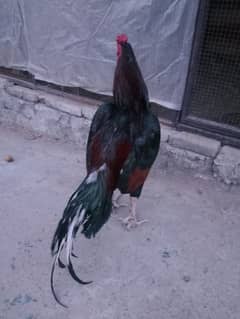 aseel lakha