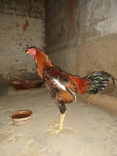 crose breed