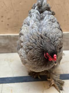 Brahma