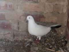 Neel dumby pigeons