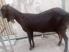 pure beetal nagri sale For (kurbani eid zaha 2025