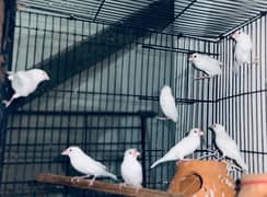 Parrots