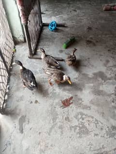 2 pairs of Ducks