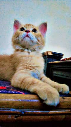 Persian kitten male for sale 1 month age