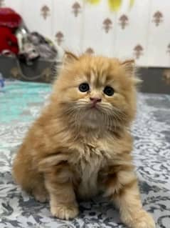 persian