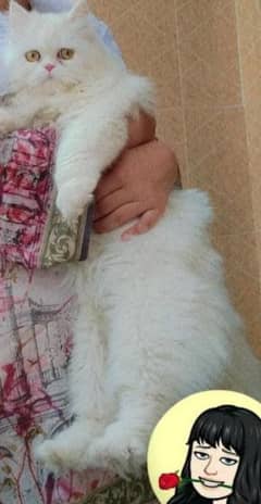 punch face cat