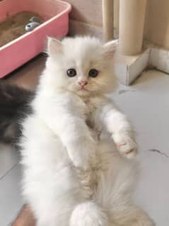 White Persian Kitten /Triple Coated Kitten /Cute Kitten White male