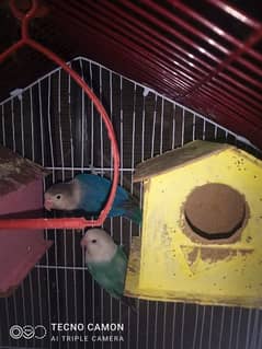 Two Love Birds pair . Single Love Birds Pair