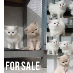 3 kittens