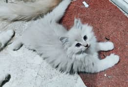 Persian Cat Kitten Female Trained