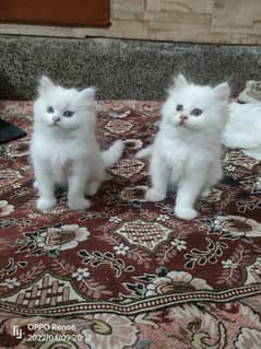 Persian Kitten Tripple Coated