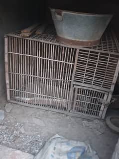 Hen