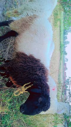 gahr k pale chatre ha 03069750915