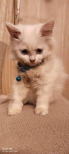 Kittens