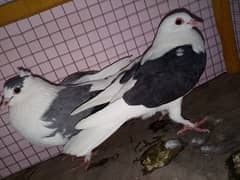 sharazi