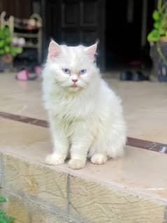 Female Cat and Kittens