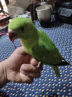 parrots