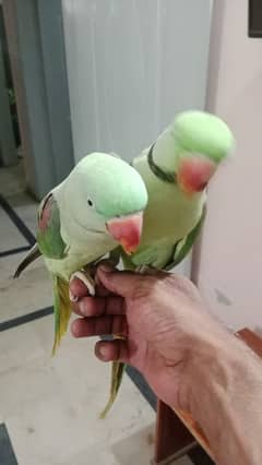 raw parrot