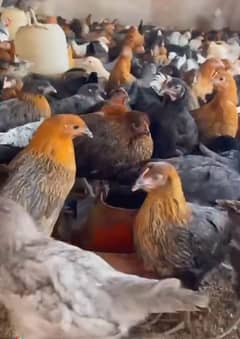 Golden misri patian (chicks)