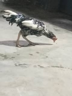 Aseel hens
