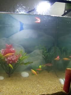 aquarium and fish for sale