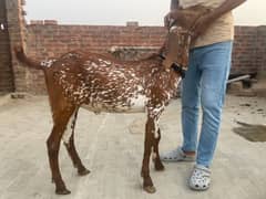bakra makhi chena