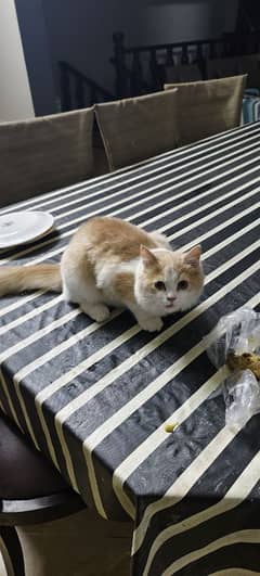 kitten for sale 7 months