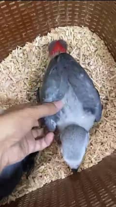 African grey parrot chicks for sale 03218769078