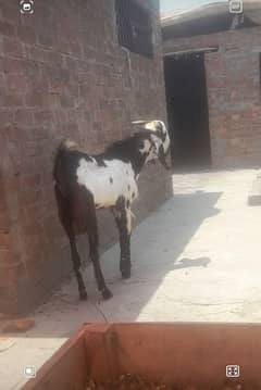 dasi bakra kurbani  03234438191