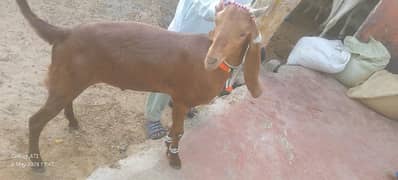 Goat - bakry