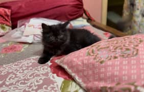 Persian kitten male