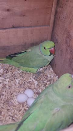 Ringneck breeder pair