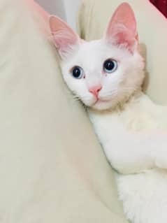 persian tripple coat female kitten with blue eyes