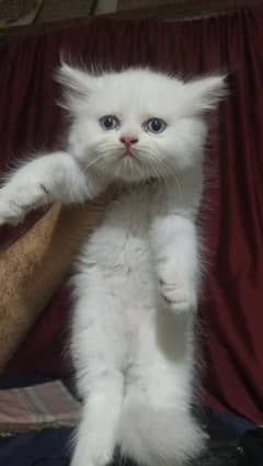 Persian kitten