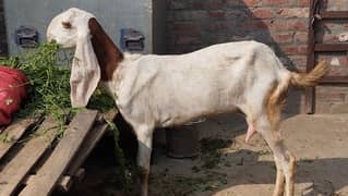 Gaban / Bakri / Female / Rajanpuri