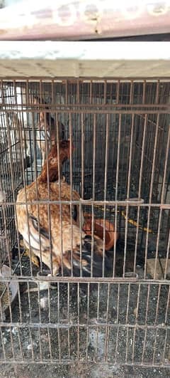 pure aseel hen pair (Female)