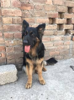 German Shepard Long Coat Female