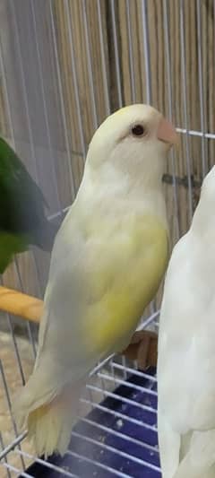 creamino losy cross red eye  ( lovebird ]