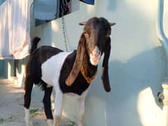 desi bakra