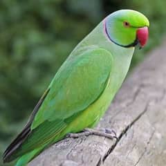 Green parrot