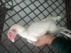 Aseel heera heera aseel madi final price 03165275173