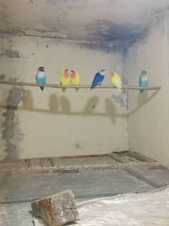 love birds for sale