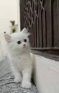 Persian cats babies