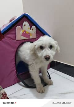 puppy dog. . .