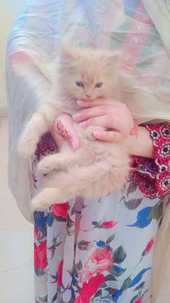 Persian
