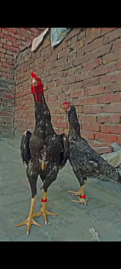 Shamo