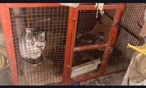 Big Cage (pinjra) for sale