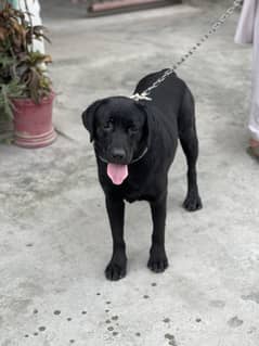 Black Labrador Dog – A Symbol of Loyalty and Love. ‍