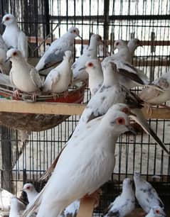 Blue Pied Red Pied wash Piece